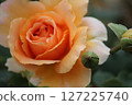 rose	 127225740