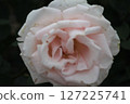 rose	 127225741