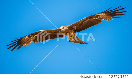 Eagle glides with its full wingspan stretched wide against the vivid blue sky 127225861