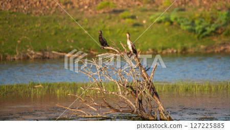 Two cormorants perch on dry branches emerging from a calm wetland surrounded by water and lush greenery Two cormorants perch on dry branches emerging from a calm wetland surrounded by water and lush greenery 127225885