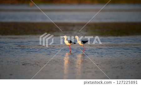 Two black-winged stilts stand side by side on shallow water. Long red legs reflected on the surface in the golden light. 127225891