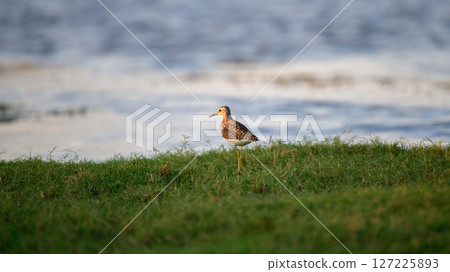 Wood sandpiper stands gracefully on the grassy shoreline at Talaimannar, Sri Lanka Wood sandpiper stands gracefully on the grassy shoreline at Talaimannar, Sri Lanka 127225893