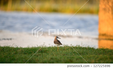 Wood sandpiper stands gracefully on the grassy shoreline at Talaimannar, Sri Lanka Wood sandpiper stands gracefully on the grassy shoreline at Talaimannar, Sri Lanka 127225896