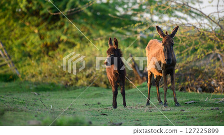 A young donkey stands close to its mother in a sunlit field, surrounded by lush green foliage 127225899