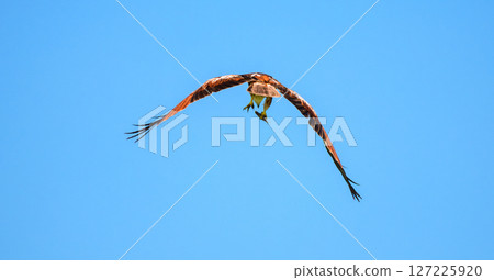 An eagle flying away against a clear blue sky, clutching a freshly caught fish in its powerful talons An eagle flying away against a clear blue sky, clutching a freshly caught fish in its powerful talons 127225920