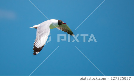 Brown-headed Gull in flight against clear blue skies of Talaimannar, Sri Lanka 127225937