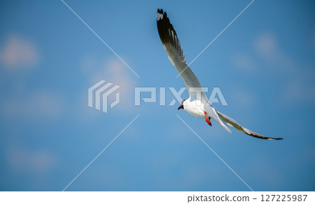 Seagull soars through the clear blue sky over Talaimannar, Sri Lanka Seagull soars through the clear blue sky over Talaimannar, Sri Lanka 127225987