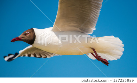 Close-up photo of a gull in mid-flight shows its sharp red beak, brown head, and elegant white feathers against a clear blue sky. Close-up photo of a gull in mid-flight shows its sharp red beak, brown head, and elegant white feathers against a clear blue sky. 127225989