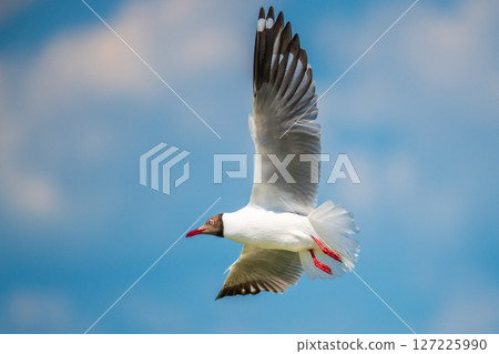Seagull soars through the clear blue sky over Talaimannar, Sri Lanka, its wings arched elegantly and red legs extended in flight Seagull soars through the clear blue sky over Talaimannar, Sri Lanka, its wings arched elegantly and red legs extended in flight 127225990