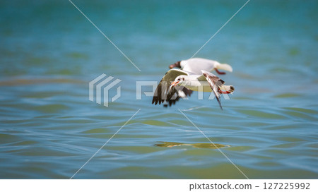 Young Brown-headed Gull clutching a freshly caught fish in its beak, a moment of its successful hunt Young Brown-headed Gull clutching a freshly caught fish in its beak, a moment of its successful hunt 127225992