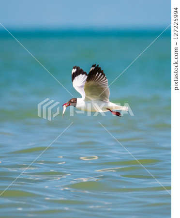 A Brown-headed Gull clutching a freshly caught fish in its beak, a moment of its successful hunt A Brown-headed Gull clutching a freshly caught fish in its beak, a moment of its successful hunt 127225994