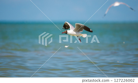 The Brown-headed Gull takes off after a dive, failing to grasp the fish. Small fish slips from its beak and falls beneath it 127226002