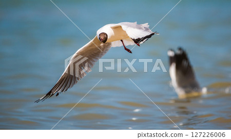 A Brown-headed Gull over the waters 127226006