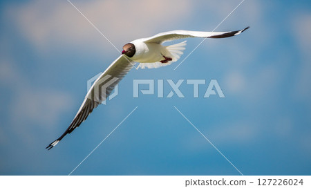 Brown-headed Gull (Chroicocephalus brunnicephalus) flying with its wings extended against the skies of Talaimannar, Sri Lanka Brown-headed Gull (Chroicocephalus brunnicephalus) flying with its wings extended against the skies of Talaimannar, Sri Lanka 127226024