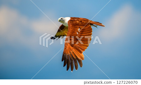 Brahminy Kite flies across the sky with striking rust-colored wings, clutching a fish in its talons. The raptor's focused gaze and dynamic posture highlight its prowess as a skilled hunter 127226070