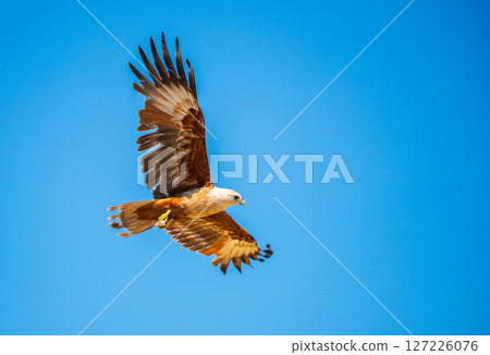 Brahminy Kite soars through the clear blue sky with wings fully spread and eyes focused. 127226076