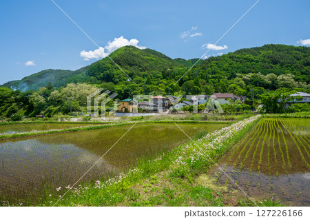 長野町的稻田風光－寧靜的鄉村 127226166