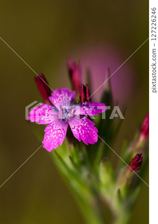 Nadeshiko Nohara Nadeshiko Nohara 127226246