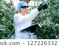 Lab technician conducts precise measurements on thriving cannabis plants in a plantation. 127226332