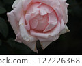 rose	 127226368