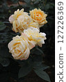 rose	 127226369