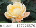 rose	 127226370