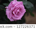 rose	 127226371