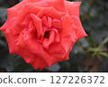 rose	 127226372