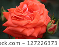 rose	 127226373