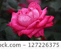rose	 127226375