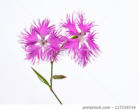 Dianthus versicolor on white background 127226534