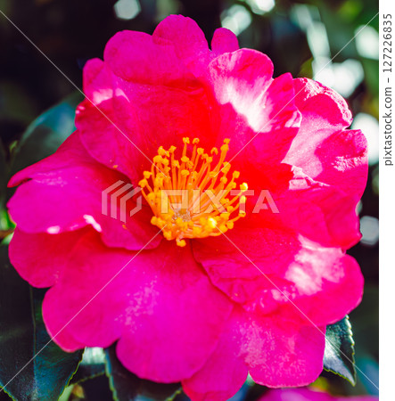 Red camellia flower-3 Red camellia flower-3 127226835