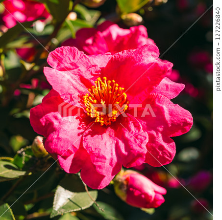 Red camellia flower - 5 Red camellia flower - 5 127226840