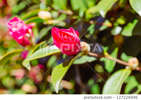 Red camellia flower - 10 Red camellia flower - 10 127226846