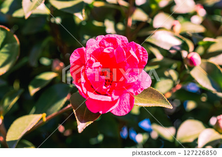 紅山茶花 - 14 紅山茶花 - 14 127226850