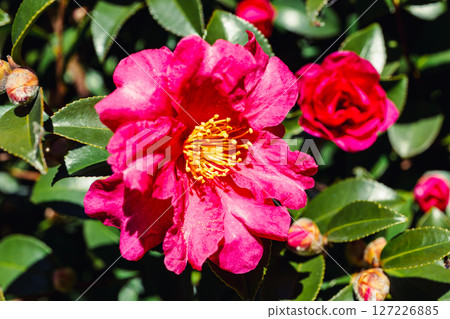 Red camellia flower - 47 Red camellia flower - 47 127226885