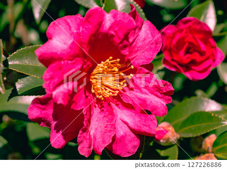 Red camellia flower - 48 Red camellia flower - 48 127226886