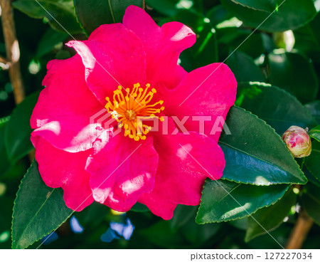 Red camellia flower - 56 Red camellia flower - 56 127227034