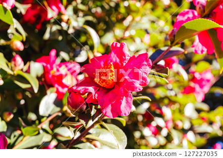 Red camellia flower - 57 Red camellia flower - 57 127227035