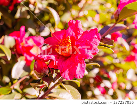 Red camellia flower - 58 Red camellia flower - 58 127227036