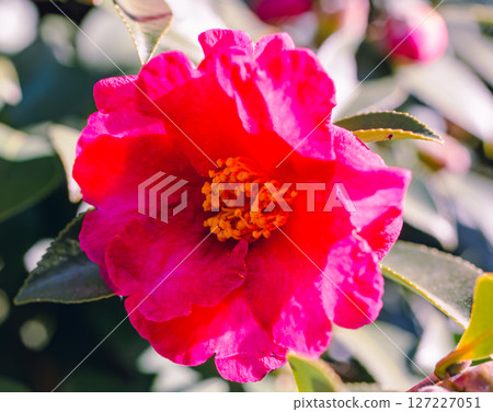 Red camellia flower - 73 Red camellia flower - 73 127227051