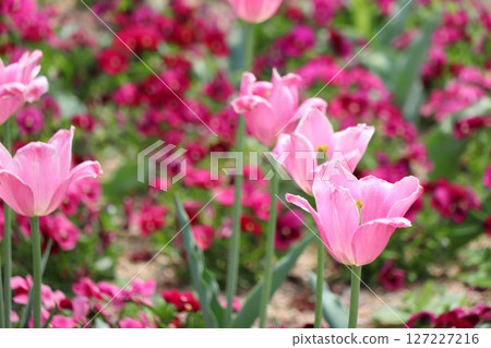 粉紅色的鬱金香花 粉紅色的鬱金香花 127227216