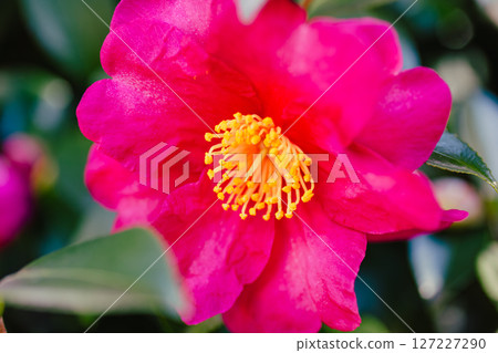 紅山茶花-155 紅山茶花-155 127227290