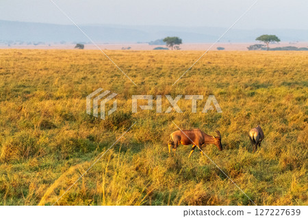 Red Hartebeest in the Serengeti Red Hartebeest in the Serengeti 127227639