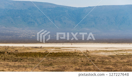 Wildlife in the Ngorogoro crater Wildlife in the Ngorogoro crater 127227648