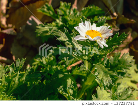 Cute daisy flower-15 127227781