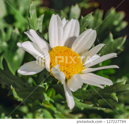 Cute daisy flower-18 127227784