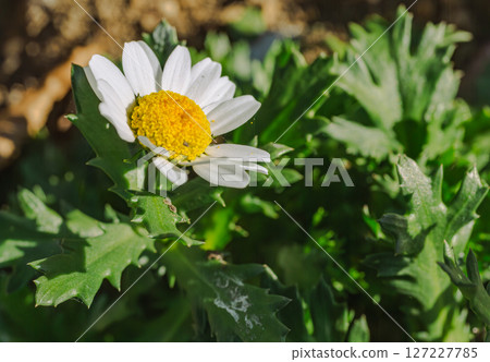 Cute daisy flower-19 Cute daisy flower-19 127227785