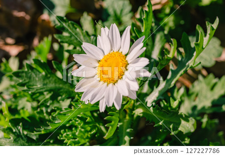 Cute daisy flower-32 127227786
