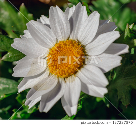 White daisy flower - 31 White daisy flower - 31 127227870